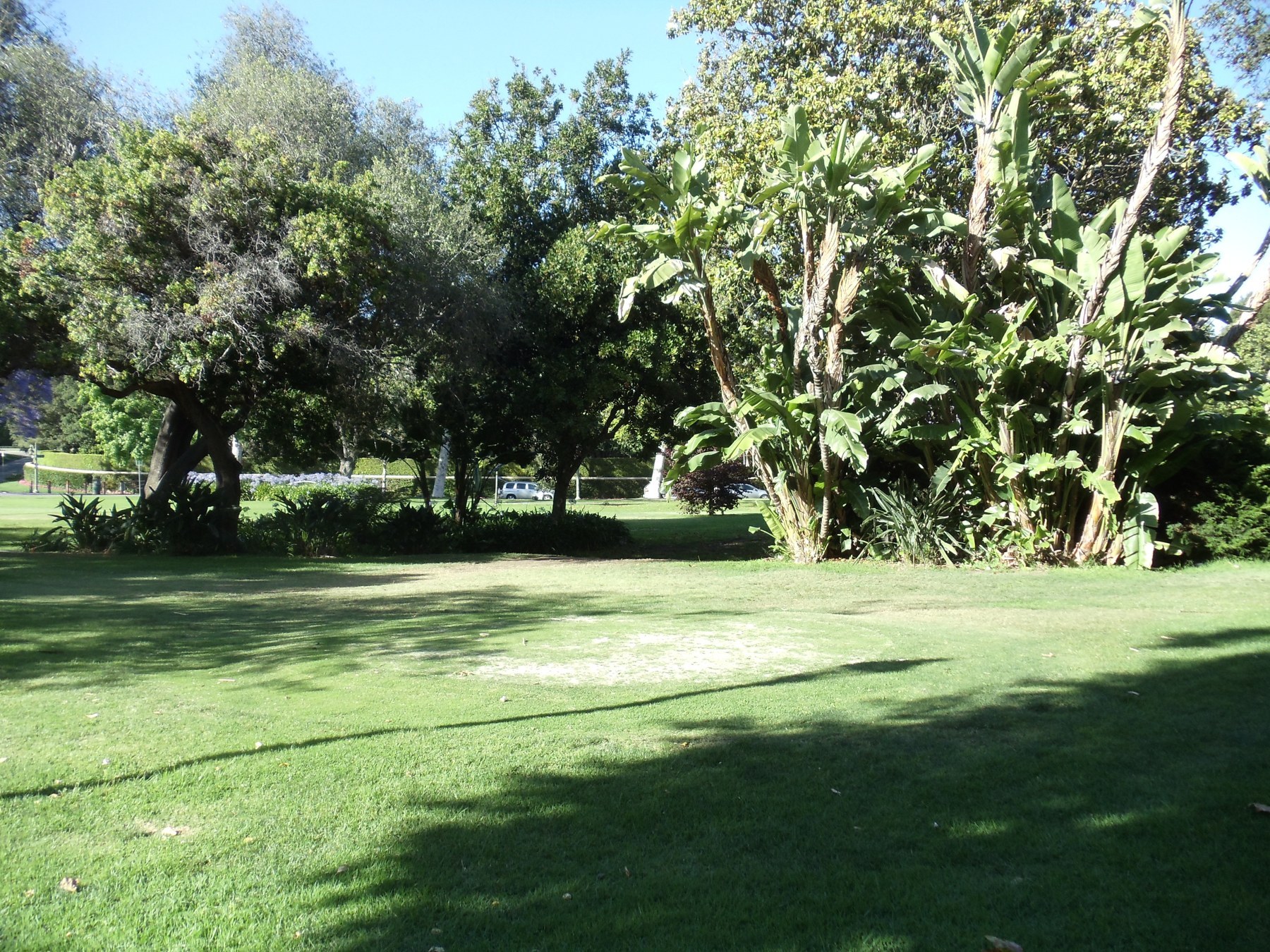 Mature trees and lawns in Holmby Park